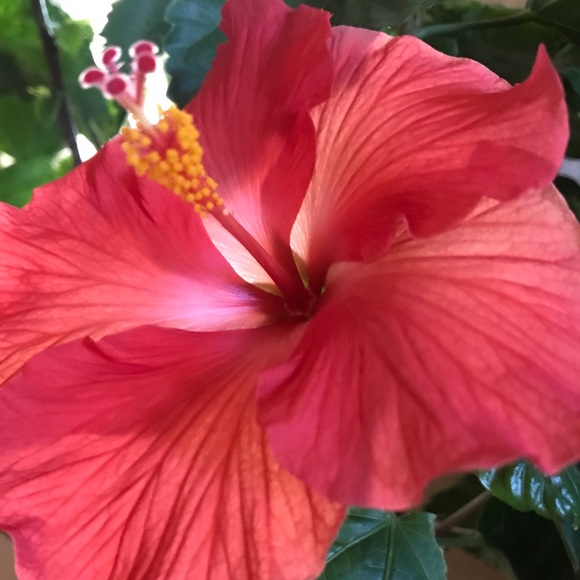 Meet your Posher, Kelsi - Picture 1 of 1